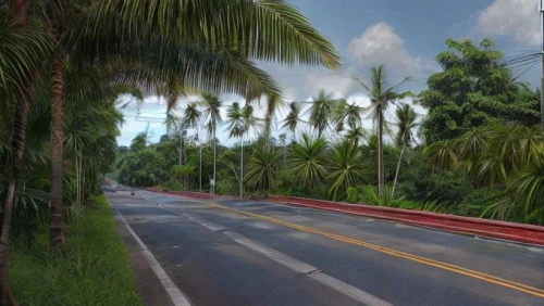 morovis,orocovis,naguabo,yabucoa,fordlandia,mayaguez,girardot,higuey,coastal road,palm forest,guaynabo,chorrera,bicycle path,carreteras,asphalt road,luquillo,maunabo,carretera,caroni,adjuntas,Realistic,Foods,None