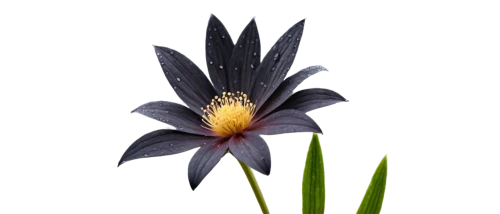 flower of water-lily,black and dandelion,grass lily,cosmic flower,starflower,magic star flower,exotic flower,spider flower,lily flower,garden star of bethlehem,african daisy,elven flower,grape-grass lily,bird of paradise flower,pond flower,chive flower,single flower,juncea,tacca,water lily flower,Illustration,Black and White,Black and White 17