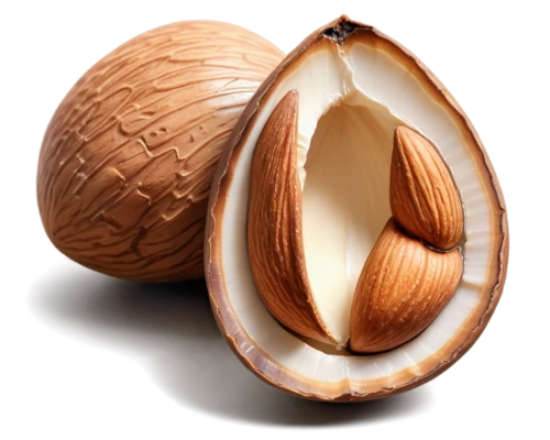betelnut,acorn,coconut shell,chestnut fruit,coconut perfume,harthacnut,cocoa beans,coconut fruit,coconut shells,cocos nucifera,coconut,hazelnut,chestnut röhling,callebaut,roasted chestnut,operculum,calliostoma,walnut,coconspirator,tree nut,Conceptual Art,Fantasy,Fantasy 01
