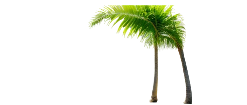 palm tree vector,palmtree,palm tree,coconut tree,coconut palm tree,palm,palm leaves,palm leaf,palm in palm,arecaceae,easter palm,palm tree silhouette,palms,palmitic,palmtrees,palm fronds,coconut leaf,coconut palm,palmera,fan palm,Conceptual Art,Fantasy,Fantasy 29