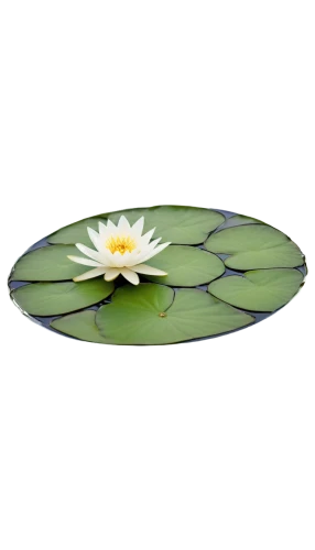 pond lily,lotus on pond,white water lily,water lily,flower of water-lily,water lily plate,water lily flower,water lilly,lily pad,water lily leaf,waterlily,white water lilies,pond flower,lotus png,large water lily,water lotus,water lilies,waterlilies,lily pads,water flower,Photography,Black and white photography,Black and White Photography 06
