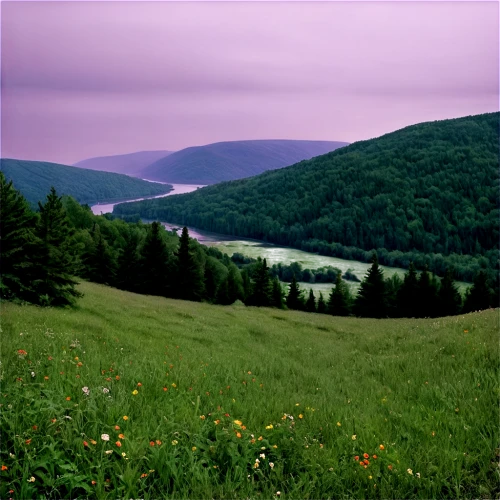 alleghenies,bieszczady,vosges,northern black forest,ore mountains,purple landscape,beech mountains,mountain meadow,background view nature,carpathians,allegany,beskid,meadow landscape,florina,bavarian forest,margaree,karpaty,restigouche,meadow and forest,view panorama landscape,Photography,Documentary Photography,Documentary Photography 07