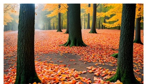 autumn forest,germany forest,autumn background,chestnut forest,beech trees,deciduous forest,forest floor,beech forest,autumn walk,autumn frame,autumn scenery,autumn trees,autumn round,fallen leaves,autumn theme,autumn landscape,fairytale forest,herbst,european beech,colors of autumn,Illustration,Black and White,Black and White 17