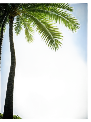 palm tree vector,coconut tree,coconut palm tree,palm tree,palmtree,palm forest,coconut palms,coconut trees,palm tree silhouette,palm fronds,two palms,palms,palmtrees,palm branches,coconut palm,palm pasture,tropical tree,giant palm tree,palm,intertropical,Art,Artistic Painting,Artistic Painting 22