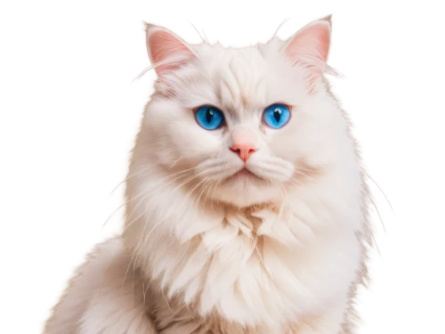 cat with blue eyes,blue eyes cat,cat on a blue background,himalayan persian,white cat,heterochromia,ragdoll,bleustein,snowbell,blue eyes,siberian cat,cat portrait,fluffernutter,blue eye,birman,blu,british longhair cat,bluesier,cat vector,cute cat,Photography,Fashion Photography,Fashion Photography 05