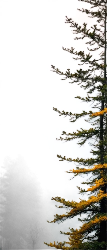 fir tree silhouette,pine trees,pine tree,coniferous,spruce trees,sequoiadendron,evergreen trees,cedars,fir trees,fir tree,conifer,spruce tree,coniferous forest,picea,fir forest,norfolk island pine,cupressus,cypresses,cedrus,fir-tree branches,Art,Artistic Painting,Artistic Painting 22