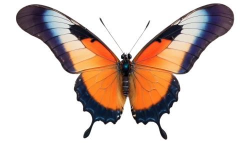 butterfly vector,butterfly background,heliconius,heliconius hecale,orange butterfly,zygaena,morpho,swordtail,glass wing butterfly,morpho butterfly,butterfly isolated,lepidoptera,graphium,french butterfly,morpho peleides,morphos,lepidopteran,butterfly moth,saturniidae,forewing,Photography,Black and white photography,Black and White Photography 10