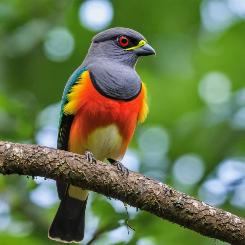 javan trogon,trogon,minivet,guatemalensis,ecuador,petrequin,sidik,scarpitta,trogons,aracama,java finch,sri lanka,swee waxbill,asian bird,tropical bird climber,colorful birds,muscicapidae,guatemalan,cotinga,pipridae,Photography,General,Realistic