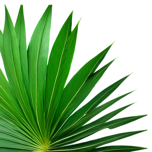 palm leaf,palm tree vector,palm leaves,tropical leaf,green wallpaper,palm fronds,pandanus,tropical leaf pattern,palmetto,coconut leaf,palmettos,green background,palmtree,palmera,patrol,cactus digital background,fan palm,cycas,green leaves,palm,Art,Classical Oil Painting,Classical Oil Painting 38