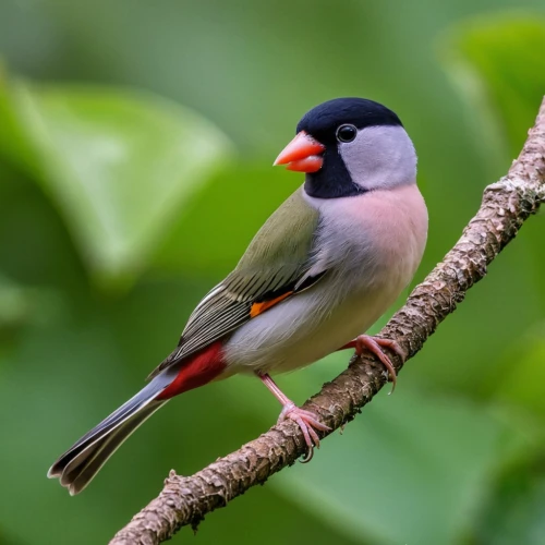 java finch,swee waxbill,male finch,red-browed finch,carduelis carduelis,asian bird,carduelis,pipridae,sterna hirundo,european finch,setit,ruby throated,red avadavat,polygyridae,cardinalidae,song bird,columbellidae,passerine,waxbill,passerine bird,Photography,General,Realistic