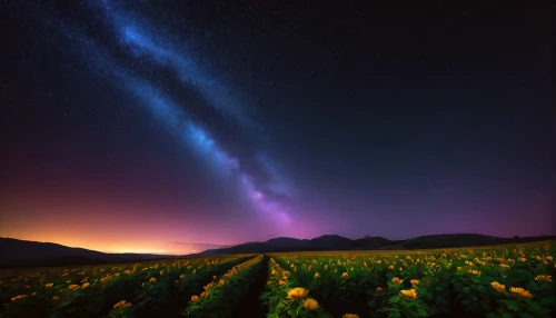 milky way,purple landscape,the milky way,astronomy,nightscape,colorful stars,starry sky,colorful star scatters,tulip background,night sky,lavender field,blooming field,lactea,the night sky,nightsky,starry night,flower field,tulip field,cosmos field,landscape background,Photography,General,Fantasy