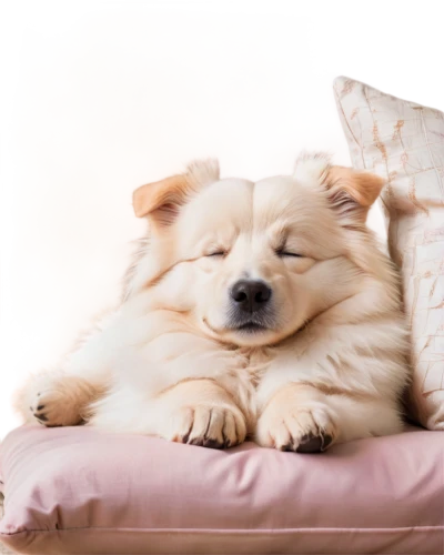 sleeping dog,cute puppy,cheerful dog,samoyedic,napping,zzzz,samoyed,pillow,snores,golden retriever puppy,sleeps,sleepytime,snoozing,pillowy,sleepier,zzz,nap,sleeping,contentment,snorer,Illustration,Japanese style,Japanese Style 19