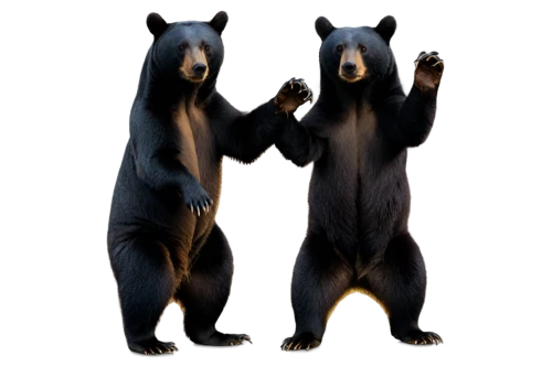 black bears,ursa major,derivable,bear cubs,ursa,bearlike,bearss,the bears,brown bears,forbears,ice bears,kodiaks,pandas,nordic bear,bearskins,ursine,scandia bear,bearse,gradient mesh,ursus,Conceptual Art,Fantasy,Fantasy 04