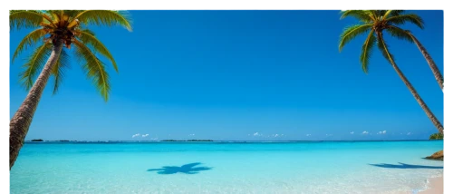 french polynesia,cook islands,maldive,aitutaki,maldives,maldive islands,fiji,dolphin background,ocean paradise,bahamas,maldives mvr,kurumba,tahiti,bora bora,coconut trees,bahama,lakshadweep,caribbean,rarotonga,dream beach,Conceptual Art,Fantasy,Fantasy 15