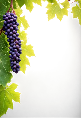 wine grapes,wine grape,blue grapes,vineyard grapes,wood and grapes,viognier grapes,table grapes,winegrape,grape vine,purple grapes,grapevines,vitis,grapes,sangiovese,viniculture,white grapes,viticulture,viticultural,tannat,winegrowers,Conceptual Art,Oil color,Oil Color 02