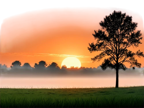 landscape background,foggy landscape,nature background,sunrise,lone tree,daybreak,easter sunrise,atmosphere sunrise sunrise,morning mist,dusk background,black hawk sunrise,sunrises,sunburst background,morning sunrise,fir tree silhouette,dawn,mountain sunrise,isolated tree,tree silhouette,watercolor pine tree,Illustration,Black and White,Black and White 04