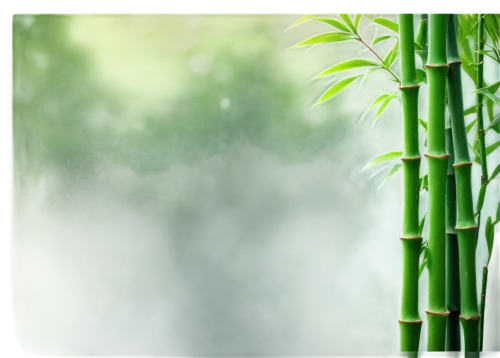bamboo plants,bamboos,bamboo,hawaii bamboo,bamboo forest,bamboo curtain,phyllostachys,black bamboo,bamboo frame,bamboo flute,lucky bamboo,lemongrass,equisetum,green wallpaper,nature background,horsetail,derivable,palm leaf,horsetails,sweet grass plant,Photography,Documentary Photography,Documentary Photography 24