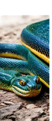 trimeresurus,thamnophis,reticulatus,garter snake,blue snake,african house snake,liophis,anacondas,ameiva,lampropeltis,splendor skink,green python,boomslang,serpentis,auratus,vipera,chalcides,pointed snake,serpiente,grass snake,Art,Classical Oil Painting,Classical Oil Painting 19