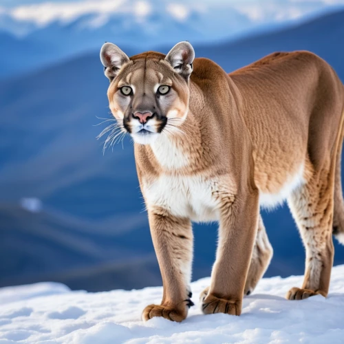 mountain lion,great puma,cougar,tigon,lince,canadian lynx,pumas,cougars,panthera leo,catamount,panthera,smilodon,liger,lioness,cougar head,wild cat,ligers,bolliger,lion river,wildlife,Photography,General,Realistic