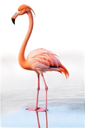 greater flamingo,pink flamingo,flamingo,phoenicopterus,flamingo couple,two flamingo,flamingos,phoenicopteridae,flamingo with shadow,cuba flamingos,flamingoes,roseate spoonbill,flamininus,phoenicopteriformes,lawn flamingo,flamingo pattern,pinkola,pinkwater,aquatic bird,pink flamingos,Illustration,American Style,American Style 07