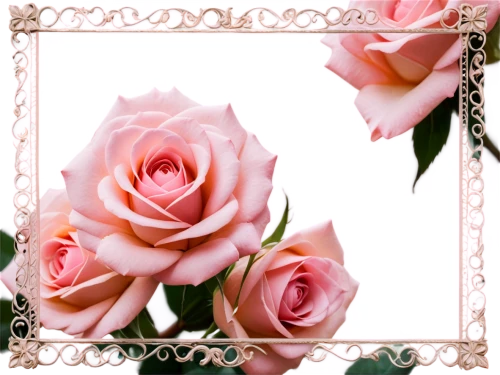 frame rose,rose frame,roses frame,pink rose,pink roses,peony frame,flower frame,bicolored rose,flowers frame,pink floral background,flower rose,mini roses pink,rose roses,rose pink colors,romantic rose,rose flower,rose png,arrow rose,paper flower background,flower border frame,Art,Artistic Painting,Artistic Painting 45