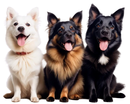 three dogs,akitas,alsatians,dog breed,german shepards,color dogs,collies,dog pure-breed,dog illustration,woofers,malamutes,canines,rescue dogs,malinois and border collie,samoyeds,belgian shepherd dog,honden,cerberus,doggies,dog frame,Conceptual Art,Fantasy,Fantasy 20