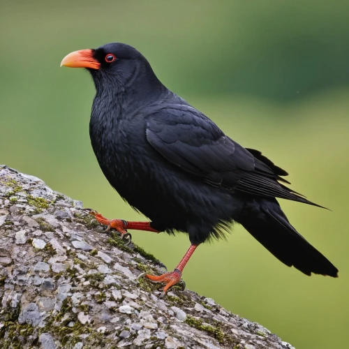 inca tern,alpine chough,caracara,caracara plancus,corvus corone,chough,pied myna,bateleur,caracaras,corvus monedula,turdus philomelos,corvus frugilegus,pied starling,bucorvus leadbeateri,male finch,corvidae,malkoha,amsel,corvus corax,mynas,Photography,General,Realistic