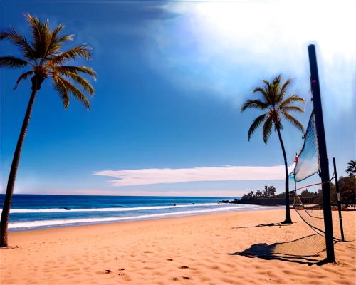 brazilian beach,coconut trees,dream beach,beach landscape,tropical beach,coconut palms,waikiki beach,beach scenery,beautiful beach,caribbean beach,beautiful beaches,coconut tree,umbrella beach,coconut palm tree,paradise beach,luquillo,palmbeach,hawaii,canary islands,palm tree,Illustration,American Style,American Style 09