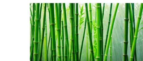 bamboo plants,bamboo curtain,phyllostachys,bamboos,bamboo,equisetum,bamboo forest,hawaii bamboo,spring onion,lemongrass,green wallpaper,horsetail,scallions,black bamboo,bulrushes,bamboo frame,lucky bamboo,grass fronds,horsetails,wheat grass,Illustration,Japanese style,Japanese Style 12