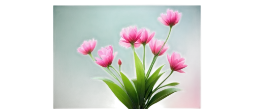 tulip background,pink tulip,pink tulips,tulipa,tulip flowers,flowers png,flower background,pink hyacinth,two tulips,tulips,tulip blossom,floral digital background,wild tulips,tulip,red clover flower,tulipe,zephyranthes,nerine,flowers frame,wild tulip,Illustration,Vector,Vector 15