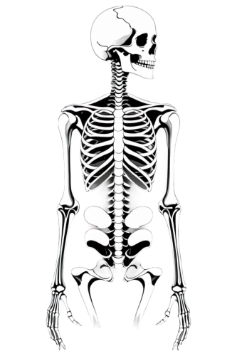 skeletal,human skeleton,skeleton,skeletal structure,vintage skeleton,osteopath,osteoporotic,skelemani,skelly,osteopathy,osteopenia,osteomalacia,osteological,calcium,osteopaths,osteoporosis,osteopontin,boney,musculoskeletal,occipital,Illustration,Retro,Retro 13