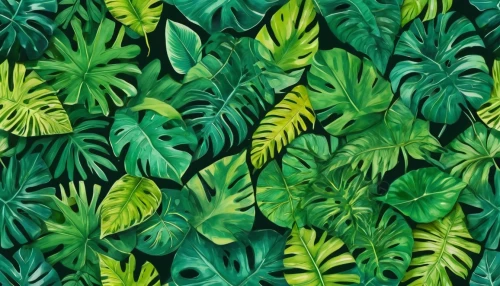 tropical leaf pattern,tropical floral background,green wallpaper,calathea,tropical greens,monstera,tropical leaf,maranta,green leaves,philodendrons,background ivy,foliage leaves,jungle leaf,background pattern,green foliage,palm leaves,jungle drum leaves,banana leaf,spring leaf background,green plants,Illustration,Abstract Fantasy,Abstract Fantasy 13