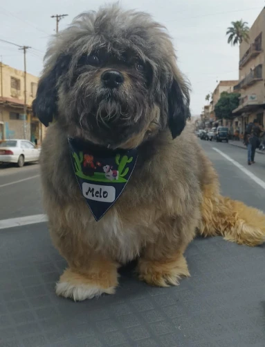 bentleigh,shih poo,shih tzu,street dog,gongju,pekinese,stray dog on road,dandie,dog street,aussie,kilda,dogtown,barkus,superdog,barkman,nundah,rossi,surfdog,havanese,dowiyogo