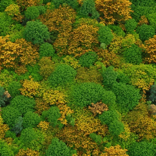 coniferous forest,mixed forest,deciduous forest,forest floor,autumn forest,green forest,forests,forest glade,elven forest,moss landscape,fir forest,mushroom landscape,lego background,meadow and forest,voxels,forest landscape,landcover,forest moss,green trees,the forests,Photography,General,Realistic