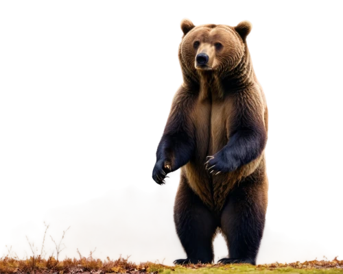 bearlike,european brown bear,brown bear,nordic bear,bear,bluebear,bear guardian,orso,scandia bear,cute bear,ursine,bearman,bearse,great bear,ursus,forebear,bearish,bear bow,bearup,bearss,Illustration,Vector,Vector 09