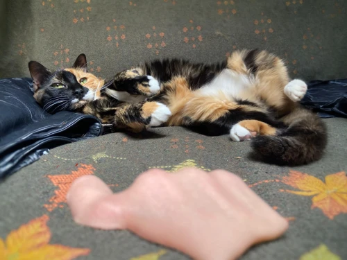 calico,schmitten,calico cat,mitten,mitts,paw,mittens,footsie,centerfold,kluster,feets,spaight,tigra,moggie,belly,kitselas,foot massage,feet with socks,splayed,airing