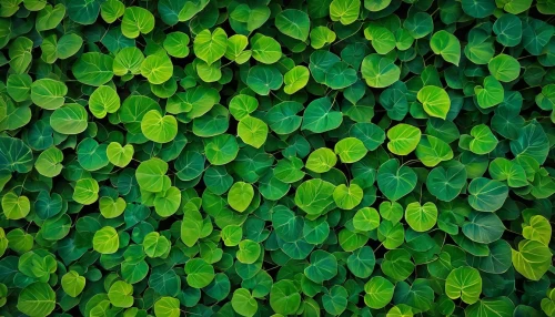 green wallpaper,background ivy,green leaves,spring leaf background,intensely green hornbeam wallpaper,lemon wallpaper,leaf background,clover leaves,gum leaves,wall,nasturtium leaves,leaf green,green plants,ivy,verdant,green background,banana leaf,brick wall background,lotus leaves,aaa,Photography,Documentary Photography,Documentary Photography 22