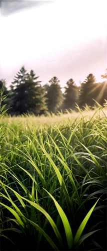 high grass,long grass,ricefield,crop plant,grass,grass grasses,rice field,palm pasture,gras,cordgrass,green grain,rice fields,beach grass,ricefields,needlegrass,grass fronds,nature background,grasslike,harvestable,grassy,Photography,Black and white photography,Black and White Photography 08