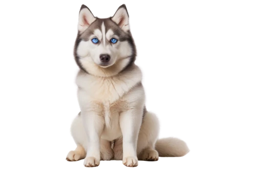 siberian husky,malamutes,husky,malamute,aleu,huskey,husked,huskic,husker,wolstein,elkhound,atka,huskie,wolfdog,huskies,dog pure-breed,heterochromia,kishu,samoyedic,canidae,Photography,Fashion Photography,Fashion Photography 13