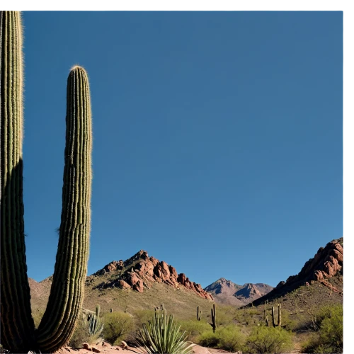 organ pipe cactus,sonoran desert,saguaro,saguaros,sonoran,cactus digital background,dutchman's-pipe cactus,arizona-sonora desert museum,cactuses,cacti,desert desert landscape,desert plant,desert landscape,arizona,ariz,tuscon,cactus,aravaipa,tucson,scottsdale,Conceptual Art,Sci-Fi,Sci-Fi 08