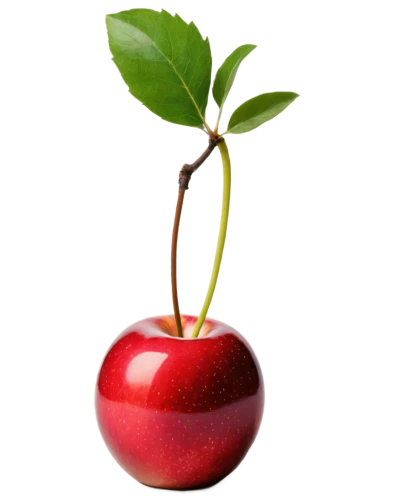 apple design,red apple,apfel,apple logo,apple core,ripe apple,worm apple,appletree,appletalk,apple tree,apple world,green apple,manzana,applesoft,wild apple,apple frame,apple icon,piece of apple,apple,red apples,Art,Classical Oil Painting,Classical Oil Painting 26