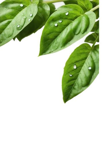 green wallpaper,basil total,thai basil,serrano peppers,water spinach,basil,green bell peppers,frog background,aaaa,pepper plant,aaa,patrol,green background,defend,spring leaf background,japanese spinach,green,rajas,green pepper,parsley leaves,Illustration,Retro,Retro 18