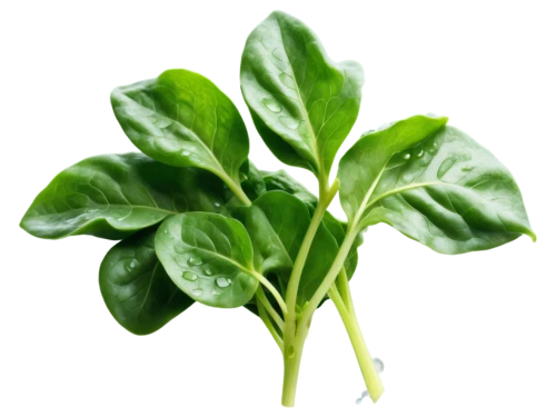 water spinach,leaf lettuce,lamb's lettuce,watercress,green leaf,green plant,spring leaf background,aromatic plant,japanese spinach,arugula,parsley leaves,stevia,salad plant,spinach,chlorotic,leaf background,patrol,green wallpaper,aaaa,photosynthetic,Conceptual Art,Fantasy,Fantasy 31