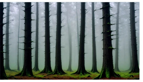 coniferous forest,foggy forest,cypresses,spruce forest,fir forest,forests,cartoon forest,elven forest,forest background,mixed forest,deciduous forest,beech trees,the forests,forest,pine forest,winter forest,haunted forest,ghost forest,green forest,forested,Conceptual Art,Fantasy,Fantasy 12