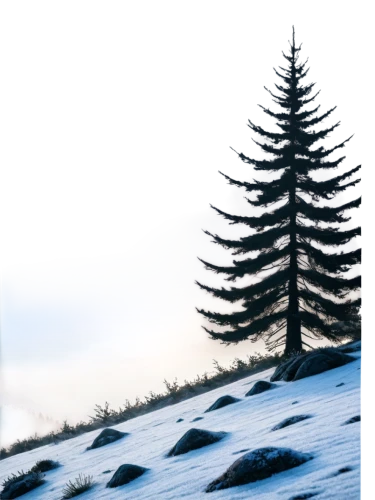fir forest,fir tree silhouette,blue spruce,spruce trees,fir trees,snow in pine trees,pine trees,fir tree,coniferous forest,pine tree,watercolor pine tree,spruce forest,spruce tree,isolated tree,evergreen trees,snow trees,winter background,coniferous,winter forest,cedars,Conceptual Art,Fantasy,Fantasy 28