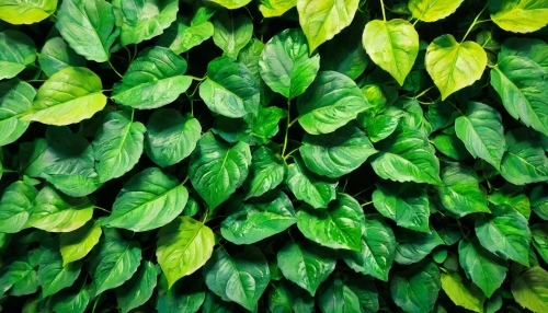 pachysandra,green wallpaper,background ivy,green leaves,hosta,tobacco leaves,hostas,thai basil,mandarin leaves,foliage leaves,leaf green,green foliage,maranta,ivy,green plants,intensely green hornbeam wallpaper,variegated,gum leaves,leaf background,leaves,Unique,Paper Cuts,Paper Cuts 01