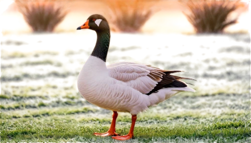 egyptian goose,australian shelduck,nile goose,shelduck,greylag goose,galliformes,canadian goose,branta,snow goose,brahminy duck,ornamental duck,goose,a pair of geese,red-crowned crane,jabiru,canada goose,greater flamingo,pelecanus,gooseander,waterfowl,Illustration,Black and White,Black and White 03
