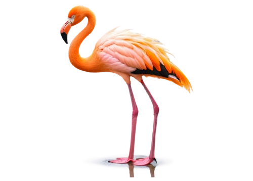 flamingo,greater flamingo,pink flamingo,flamingo couple,two flamingo,flamingo with shadow,flamingos,lawn flamingo,flamingoes,bird png,pinkola,flamingo pattern,flamininus,garrison,phoenicopterus,pink flamingos,cuba flamingos,phoenicopteridae,pinklon,lipinki,Conceptual Art,Fantasy,Fantasy 12
