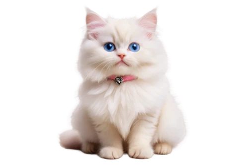 cat with blue eyes,blue eyes cat,white cat,snowbell,cat on a blue background,british longhair cat,himalayan persian,kittenish,cute cat,korin,doll cat,cat vector,ragdoll,birman,breed cat,kittu,cat look,light fur,whiskas,pink cat,Illustration,Black and White,Black and White 22