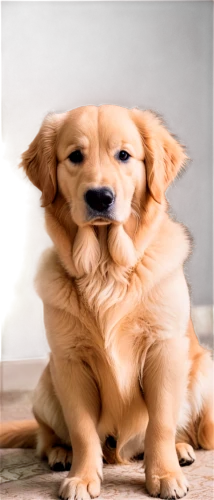 golden retriever puppy,cute puppy,the dog a hug,golden retriever,golden retriver,cute animals,pluess,huggies,labrador retriever,dog pure-breed,dog breed,defence,hugged,puppies,puppy pet,cute animal,garrison,goldens,hugging,nova scotia duck tolling retriever,Photography,Black and white photography,Black and White Photography 08